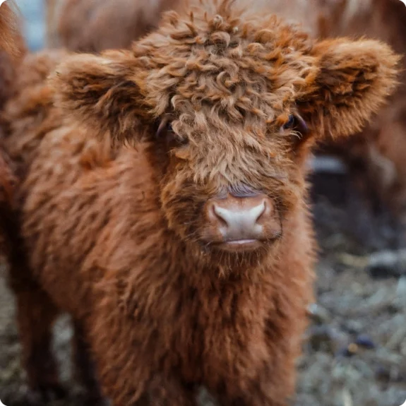 Kalv med lockig päls på Hallagård Holstein i Småland