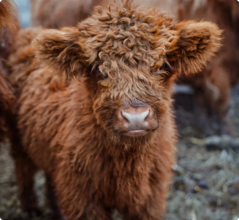 Kalv med lockig päls på Hallagård Holstein i Småland